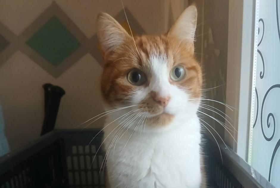 Vermisstmeldung Katze  Männliche , 4 jahre Épinay-sur-Orge Frankreich