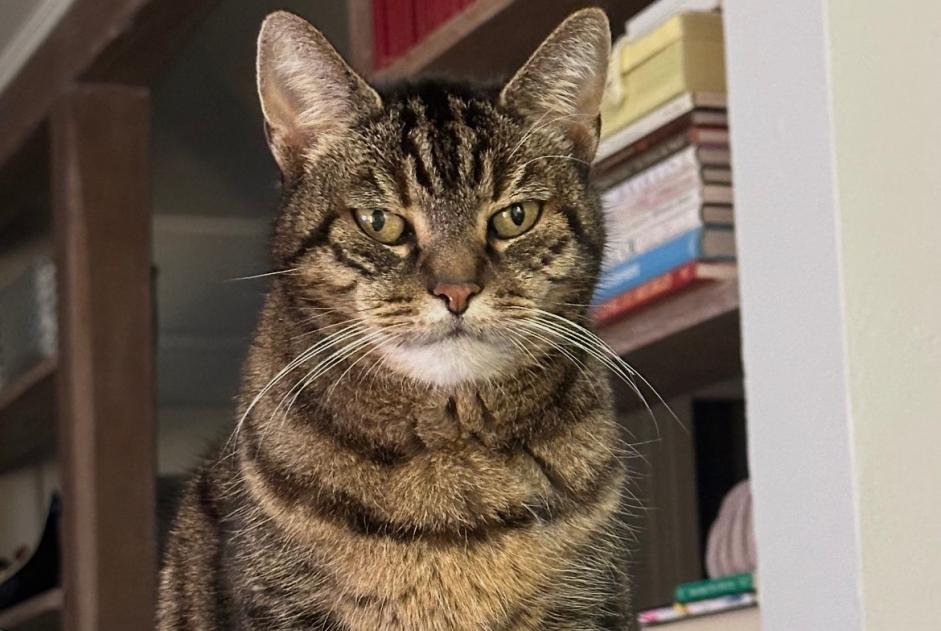 Vermisstmeldung Katze  Weiblich , 14 jahre Brunoy Frankreich