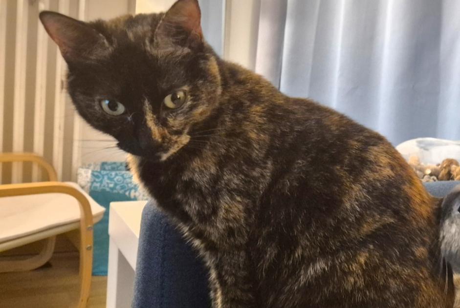 Alerte Disparition Chat  Femelle , 3 ans Gometz-le-Châtel France