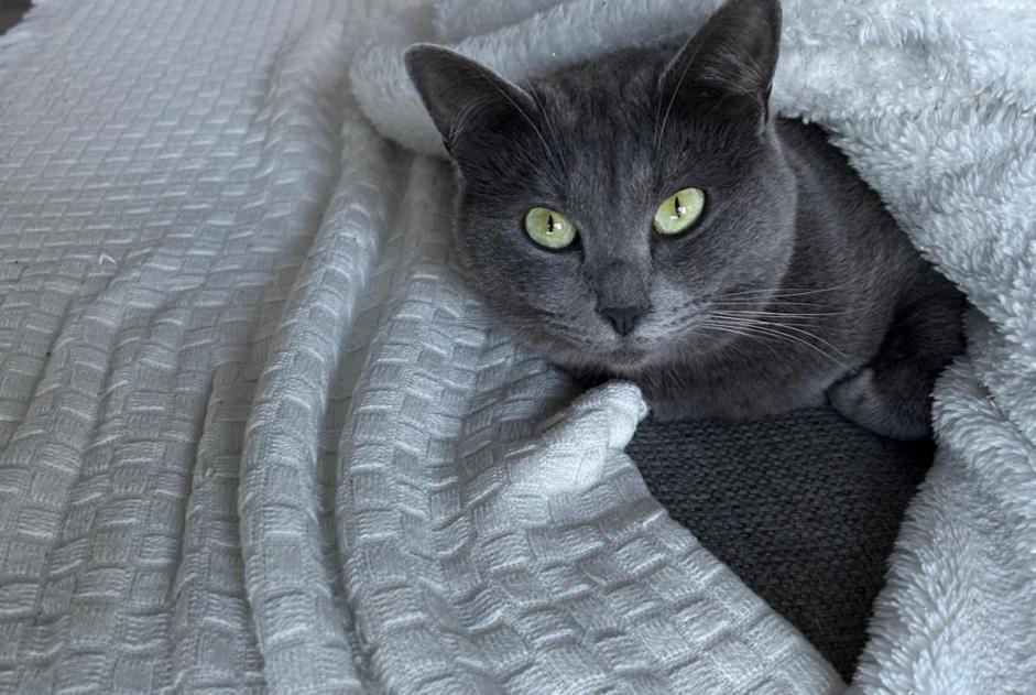 Alerte Disparition Chat croisement Femelle , 2 ans Saint-Michel-sur-Orge France Alerte Disparition Chat croisement Femelle , 2 ans Saint-Michel-sur-Orge France
