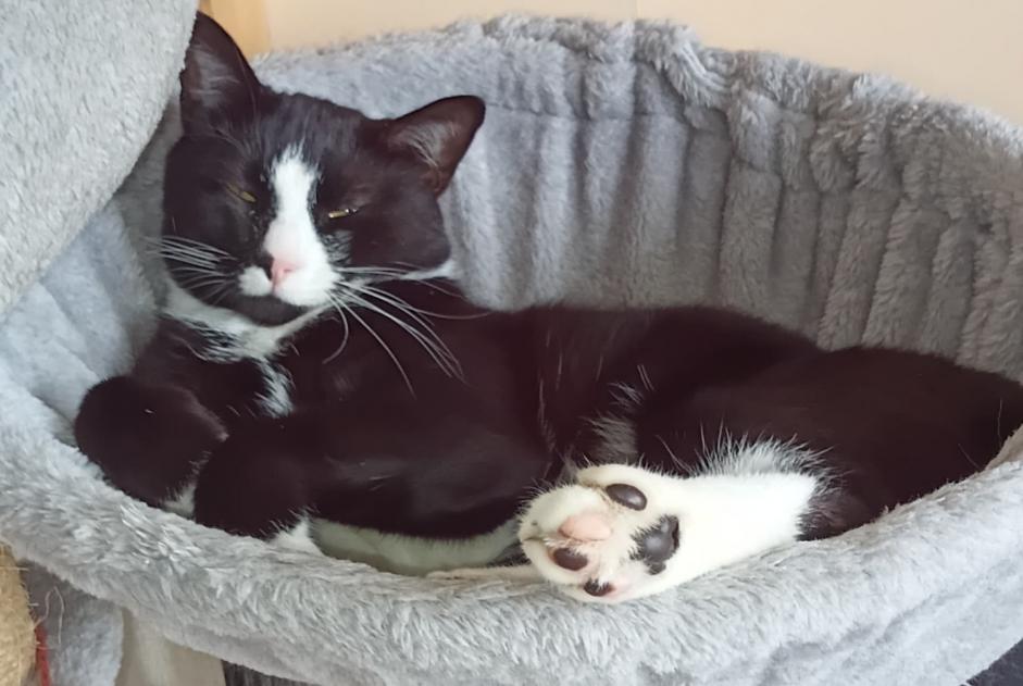 Alerte Disparition Chat  Mâle , 2 ans Étiolles France