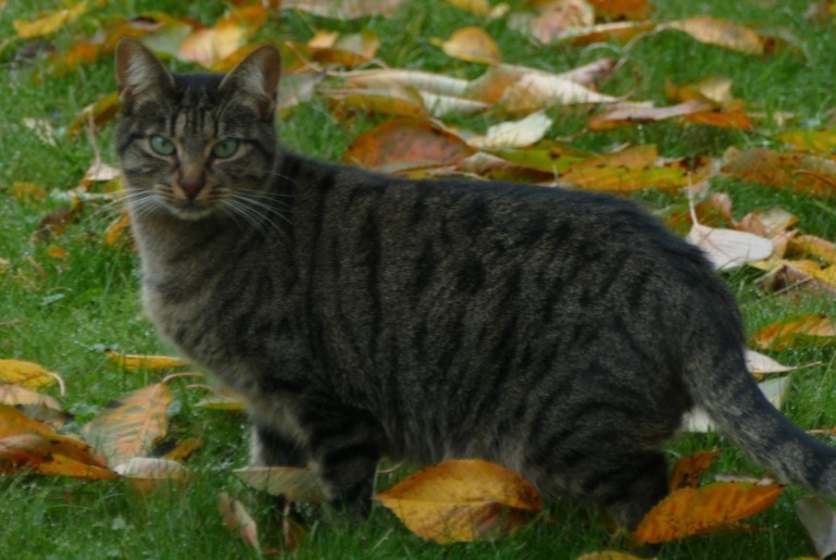 Alerte Disparition Chat Femelle , 3 ans Avrainville France Alerte Disparition Chat Femelle , 3 ans Avrainville France