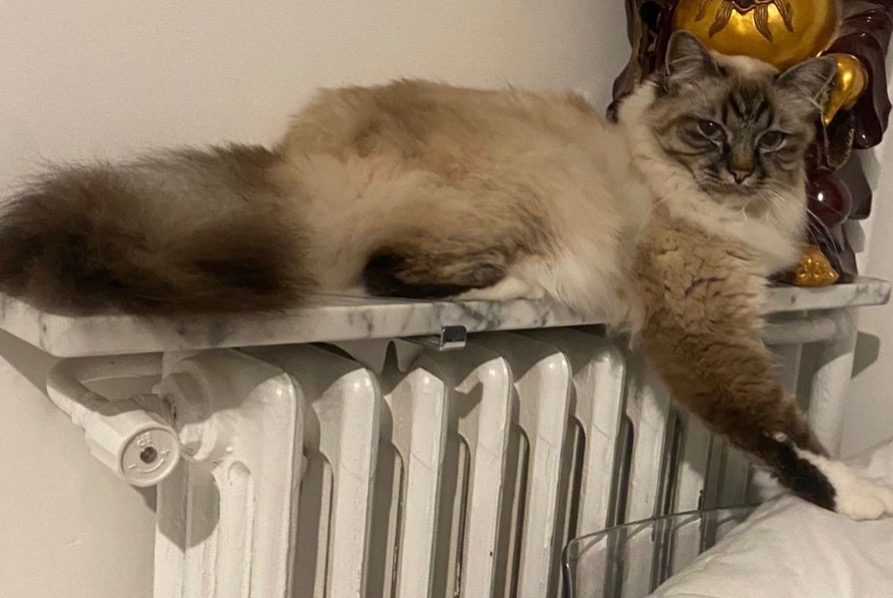 Alerte Disparition Chat  Mâle , 3 ans Bougival France