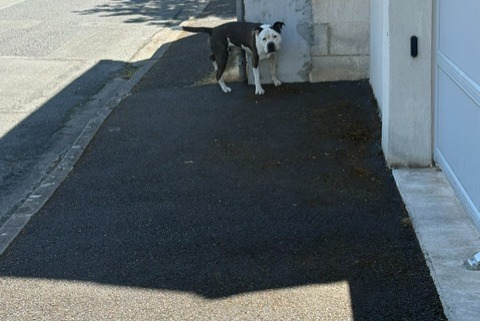 Alerta descoberta Cão Macho Niort France Alerta descoberta Cão Macho Niort France